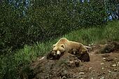 Brown Bear Mother & Cubs Outside Den SW AK Summer McNeil Game ... Brown Bear Mother & Cubs Outside Den SW AK Summer McNeil Game ...