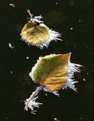 Kepler+bradley+lakes