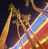 palm trees by neon sign in las