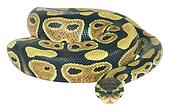 Serpent et venin  dans SERPENT Yellow_and_black_snake