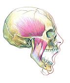 Stock Illustration of Skull Lateral Aspect Unlabeled 9991j_hr - Search