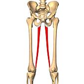 Gracilis