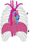 Clipart of Posterior aspect of heart in anatomical positions. gd105001