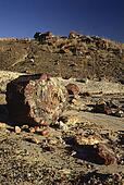 cheap fossilized tile