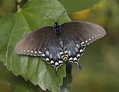 Troilus Butterfly Troilus Butterfly