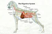 Clipart of Canine Digestive System Unlabeled 8705f_labeled - Search