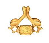 Stock Illustration of Fifth Cervical Vertebra Superior View Unlabeled ...