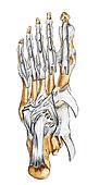 Ligaments of the Right Foot (Plantar View) Unlabeled Stock Illustration