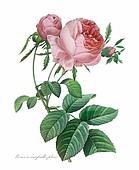 Antique Floral Illustrations: 1640-1884 - stock illustration clip art ...